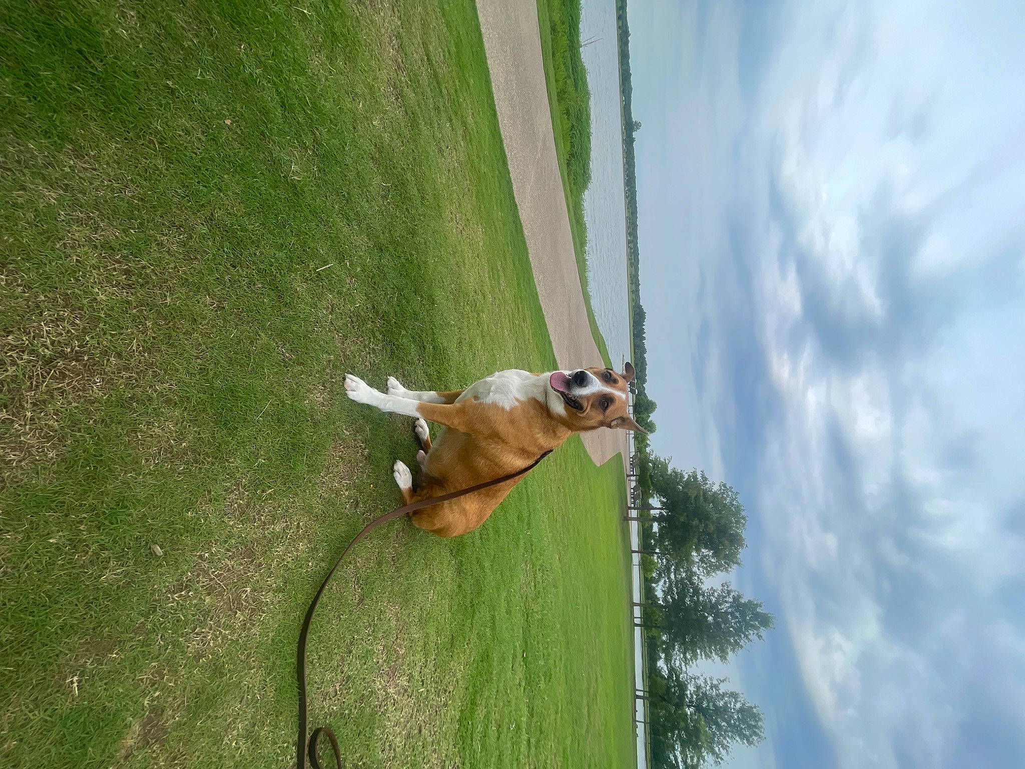 Covie is registered to the contest to win money with this photo: adventure, carnivore, cloud, companion_dog, dog, dog_breed, fawn, grass, grassland, landscape, leash, pasture, plant, recreation, sky, sporting_group, tail, tree, wood, working_animal