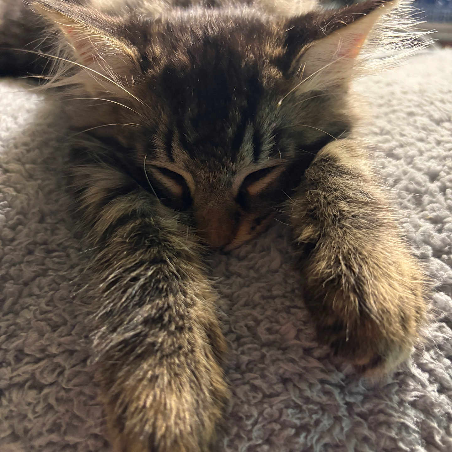 Alasdare is registered to the contest to win money with this photo: animal, blanket, cat, closeup, cozy, cute, ears, feline, fluffy, fur, indoor, kitten, nap, paws, pet, relaxed, resting, sleeping, soft, tabby