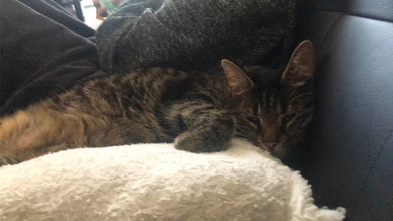 Mooky a rejoint le concours — aidez-le/la à gagner de superbes lots ! american_shorthair, asian, bengal, california_spangled, carnivore, cat, domestic_short_haired_cat, dragon_li, european_shorthair, felidae, fur, german_rex, kitten, mammal, nap, pixie_bob, sleep, small_to_medium_sized_cats, tabby_cat, whiskers