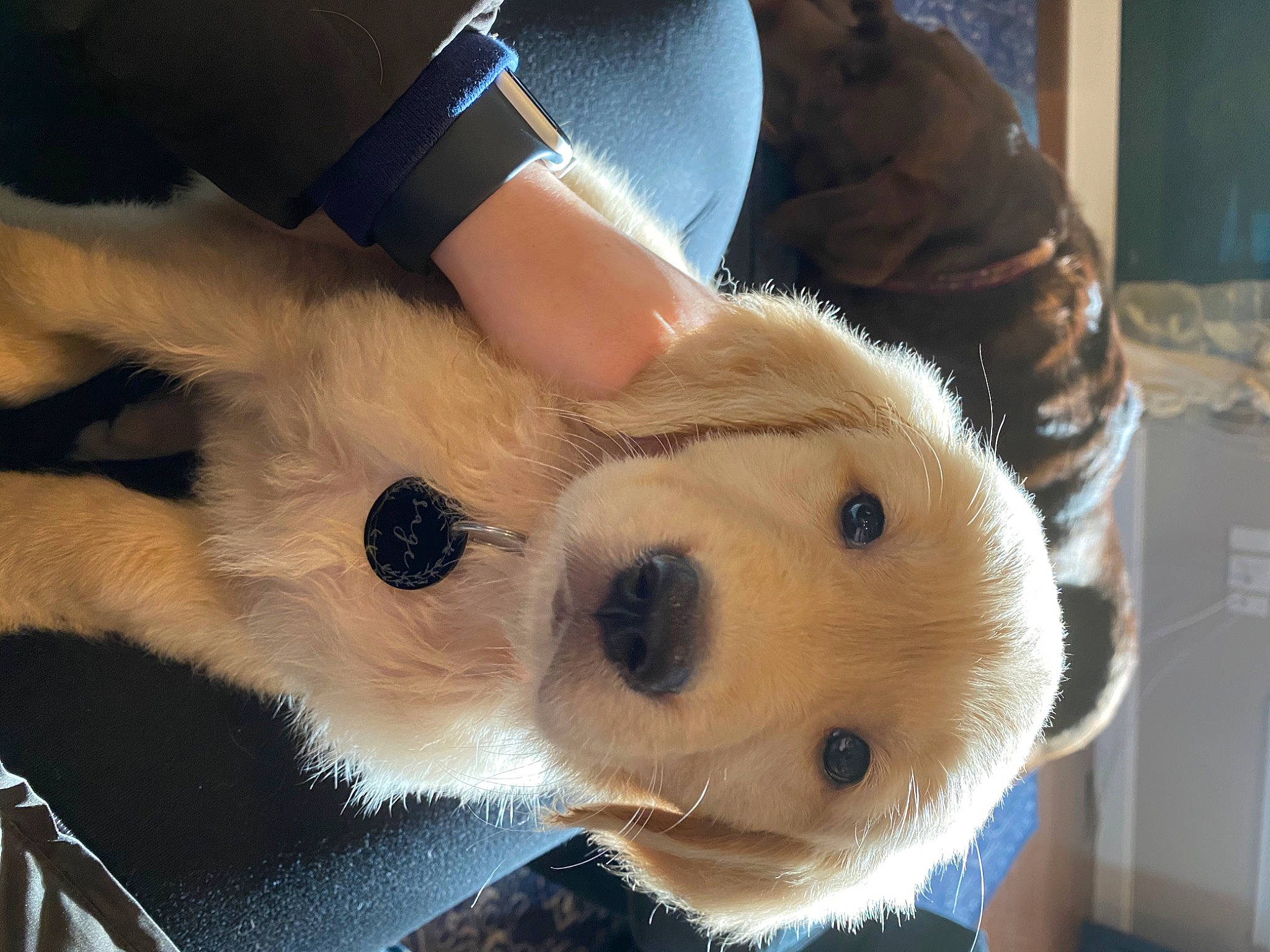 Sage is registered to the contest to win money with this photo: bracelet, canidae, carnivore, collar, companion_dog, dog, dog_breed, dog_collar, fur, liver, natural_material, pet_supply, plush, snout, sporting_group, stuffed_toy, toy, vertebrate, whiskers