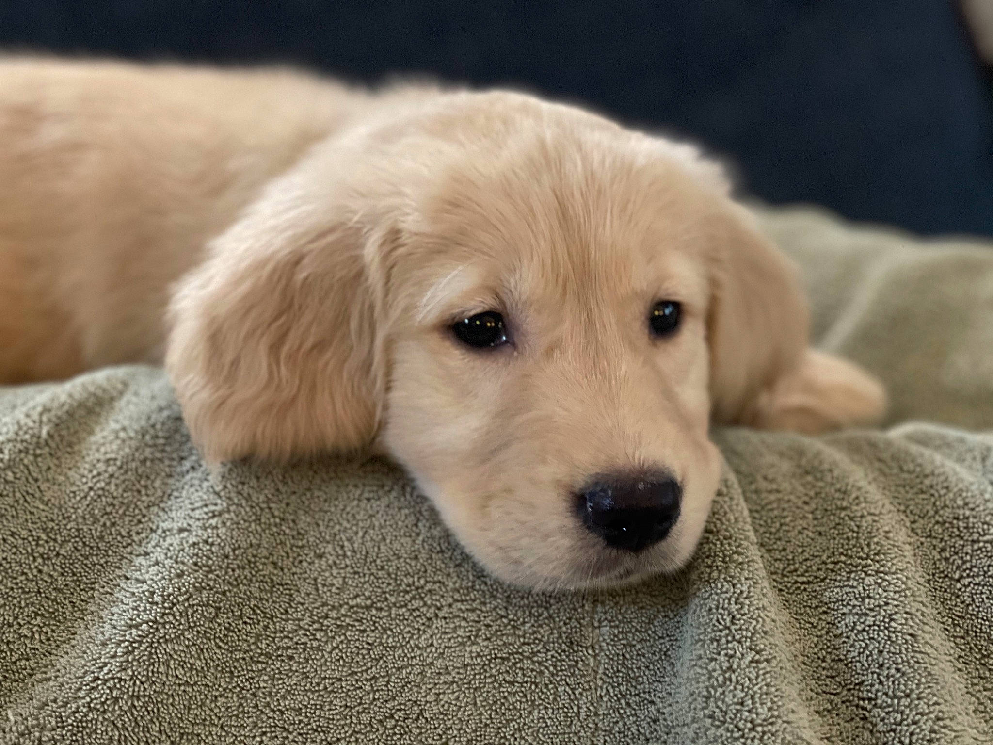 Sage is registered to the contest to win money with this photo: beige, canidae, carnivore, comfort, companion_dog, dog, dog_breed, fawn, fur, gun_dog, labrador_retriever, linens, retriever, skin, snout, sporting_group, terrestrial_animal, whiskers, working_animal, woven_fabric