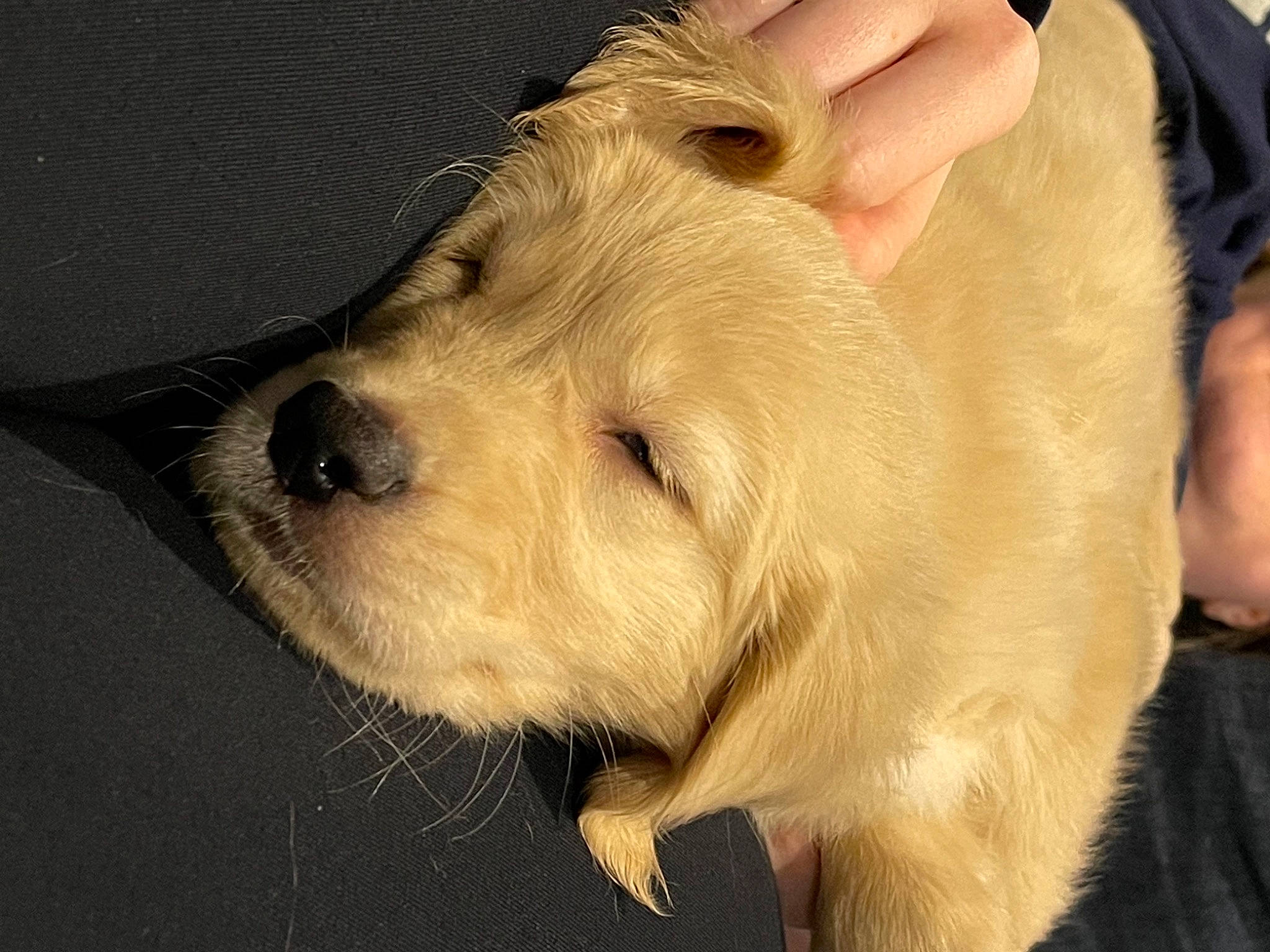 Sage is registered to the contest to win money with this photo: ancient_dog_breeds, beige, canidae, carnivore, companion_dog, dog, dog_breed, dog_supply, fawn, fur, non_sporting_group, pet_supply, puppy, puppy_love, small_terrier, snout, sporting_group, toy_dog, working_animal, working_dog