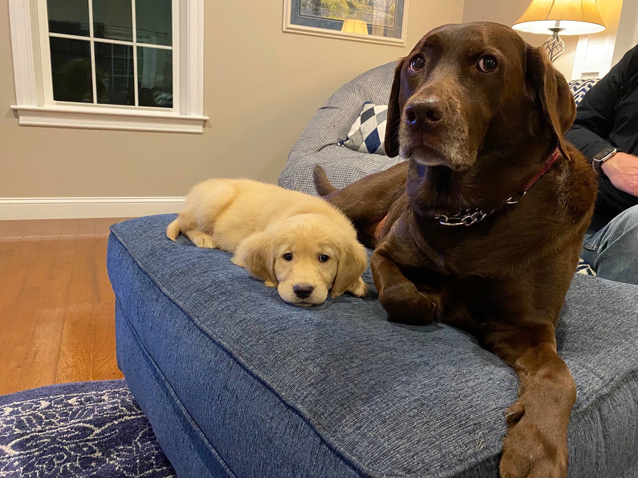 Sage is registered to the contest to win money with this photo: beige, canidae, carnivore, comfort, companion_dog, dog, dog_breed, fur, gun_dog, home, labrador_retriever, liver, mammal, pet_supply, retriever, snout, sporting_group, vertebrate, window, working_animal