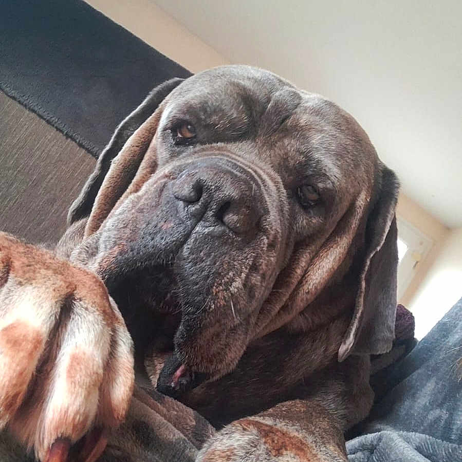 Tyson participe au concours pour gagner de l'argent avec cette photo : dog, large_dog, paw, nose, face, ears, indoor, couch, blanket, resting, pet, canine, close_up, fur, home, relaxed, animal, mammal, paw_pad, snout