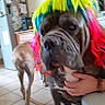 animal, background, blurred, brown_dog, cabinet, colorful_wig, dog, domestic, furniture, hand, household, indoor, kitchen, large_dog, person, pet, refrigerator, tile_floor, walking, wig