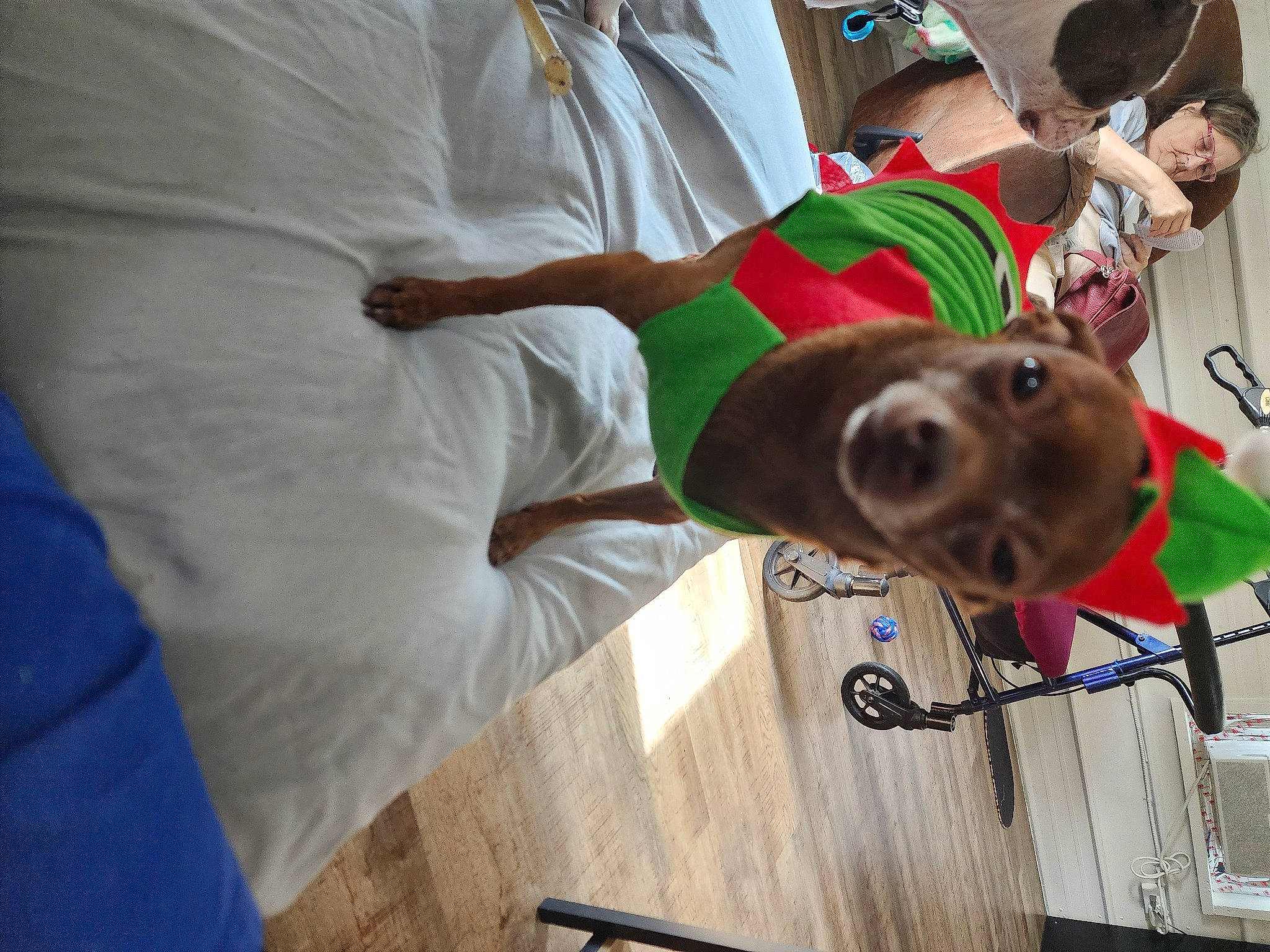 Drake is registered to the contest to win money with this photo: baseball_cap, canidae, cap, carnivore, collar, dog, dog_breed, event, fashion_accessory, flag, fun, happy, hat, personal_protective_equipment, recreation, smile, sporting_group, sun_hat, t_shirt, working_animal