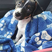 Artémis a rejoint le concours — aidez-le/la à gagner de superbes lots ! alert, animal, black_and_white, blanket, blue_blanket, brown_markings, car, close_up, cute, dog, head_tilt, indoors, paw_prints, pet, portrait, puppy, seat, seatbelt, sitting, vehicle