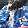 alert, animal, black_and_white, blanket, blue_blanket, brown_markings, car, close_up, cute, dog, head_tilt, indoors, paw_prints, pet, portrait, puppy, seat, seatbelt, sitting, vehicle