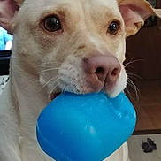Louie is registered to the contest to win money with this photo: dog, toy, indoor, pet, animal, brown_eyes, light_fur, nose, ears, mouth, plastic_toy, wall_clock, furniture, carpet, home, looking, cute, close_up, domestic, companion