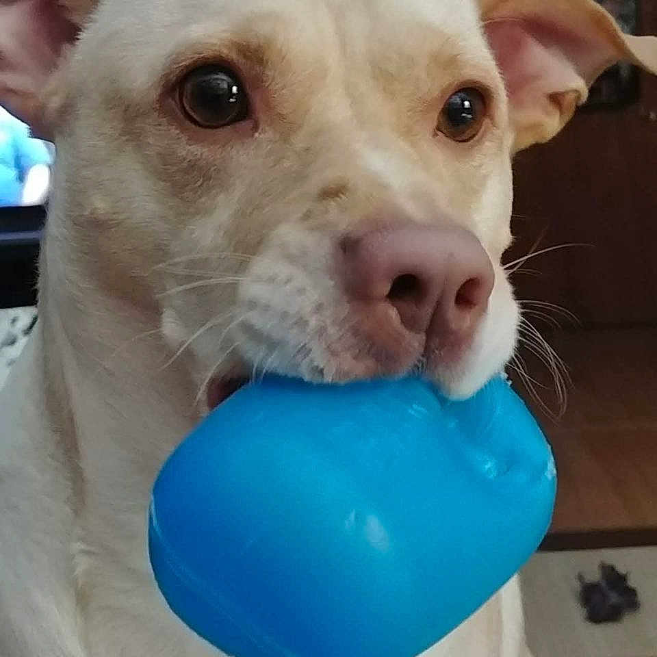 Louie is registered to the contest to win money with this photo: dog, toy, indoor, pet, animal, brown_eyes, light_fur, nose, ears, mouth, plastic_toy, wall_clock, furniture, carpet, home, looking, cute, close_up, domestic, companion