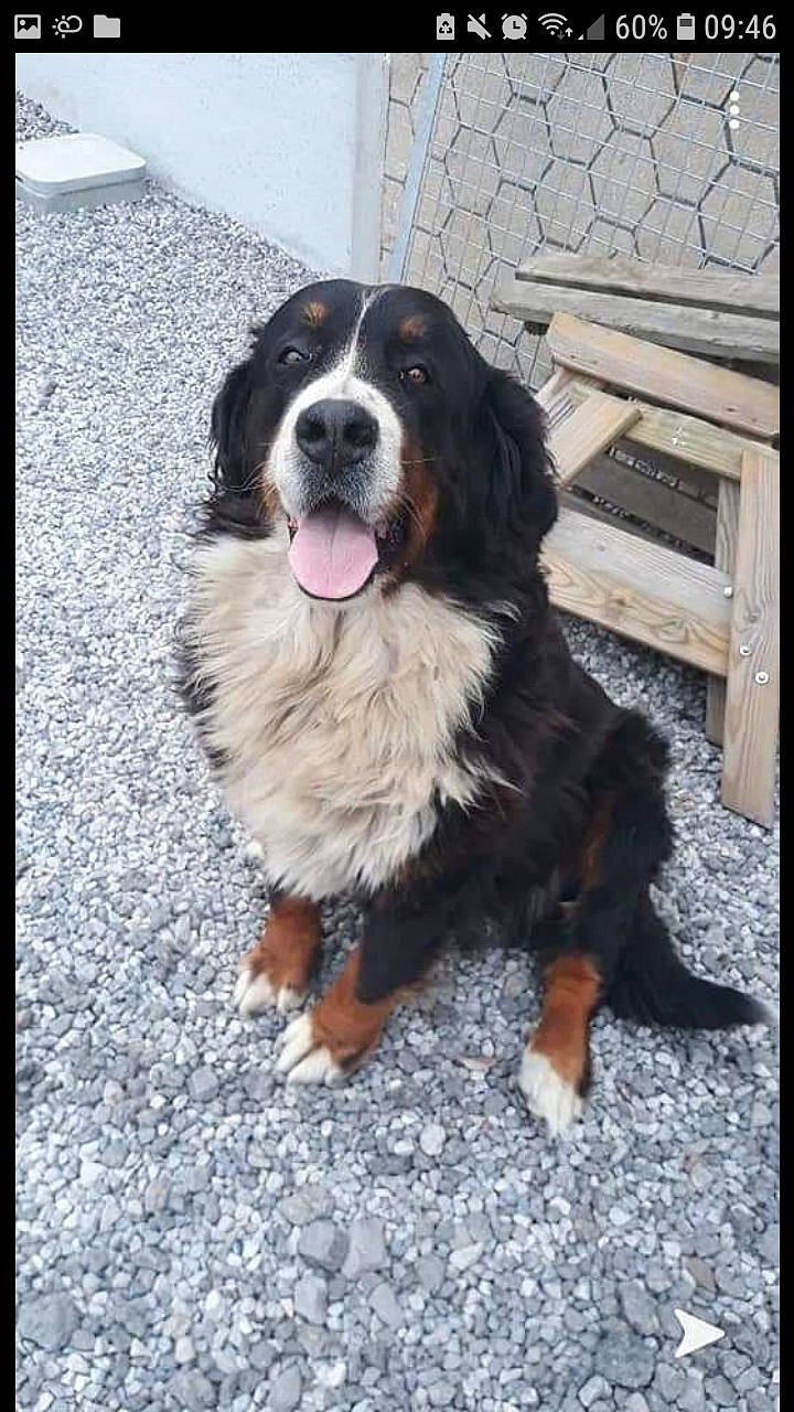 Tania a rejoint le concours — aidez-le/la à gagner de superbes lots ! australian_shepherd, bernese_mountain_dog, canidae, carnivore, companion_dog, dog, dog_breed, english_shepherd, giant_dog_breed, mammal, moscow_watchdog, pyrenean_mastiff, sporting_group, vertebrate, working_dog