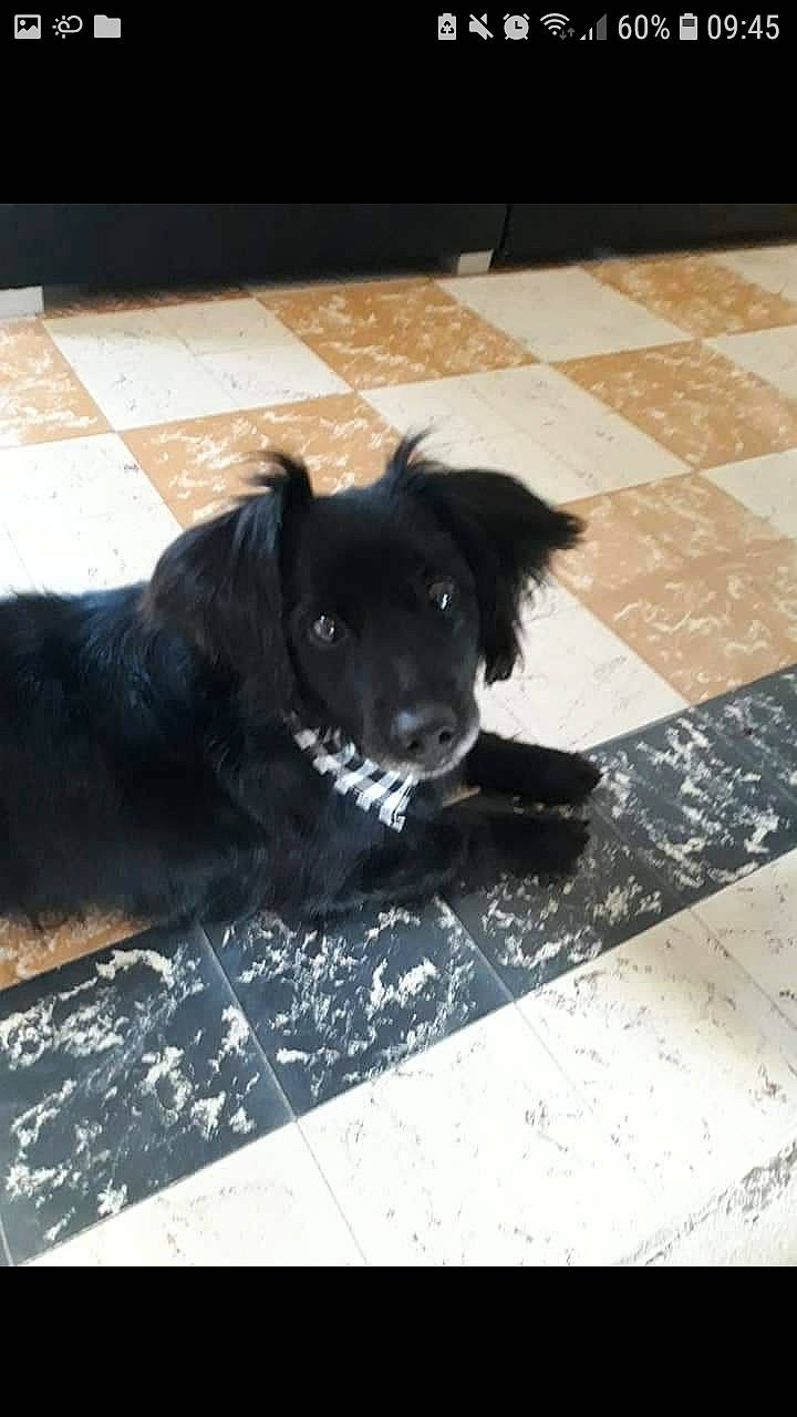 Beethoven a rejoint le concours — aidez-le/la à gagner de superbes lots ! black, border_collie, canidae, carnivore, companion_dog, dog, dog_breed, mammal, snout, sporting_group, street_dog
