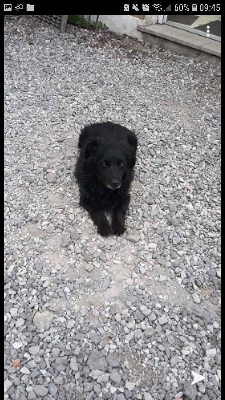 Beethoven participe au concours pour gagner de l'argent avec cette photo : canidae, carnivore, cockapoo, dog, dog_breed, labradoodle, mammal, newfoundland, poodle, spaniel, sporting_group, toy_poodle, vertebrate