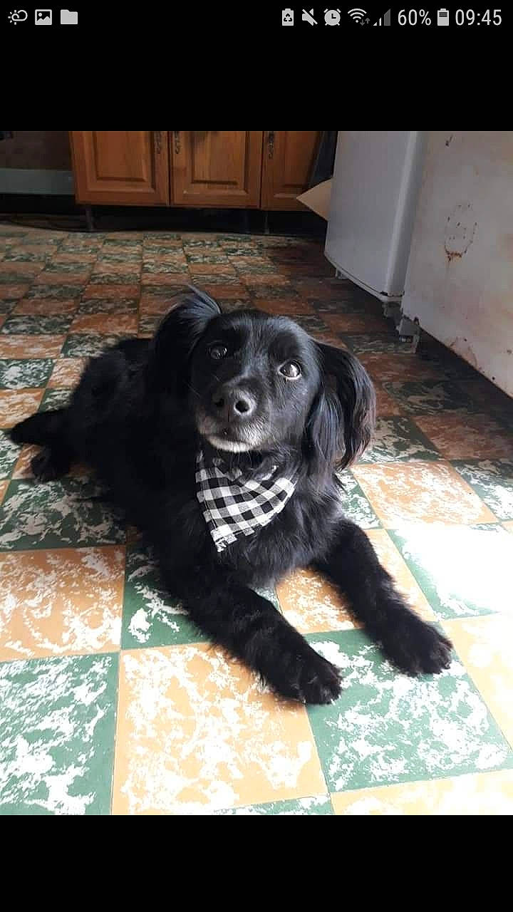 Beethoven a rejoint le concours — aidez-le/la à gagner de superbes lots ! beagador, borador, canidae, carnivore, companion_dog, dog, dog_breed, flat_coated_retriever, labrador_retriever, mammal, rare_breed_dog, retriever, small_greek_domestic_dog, snout, sporting_group, vertebrate