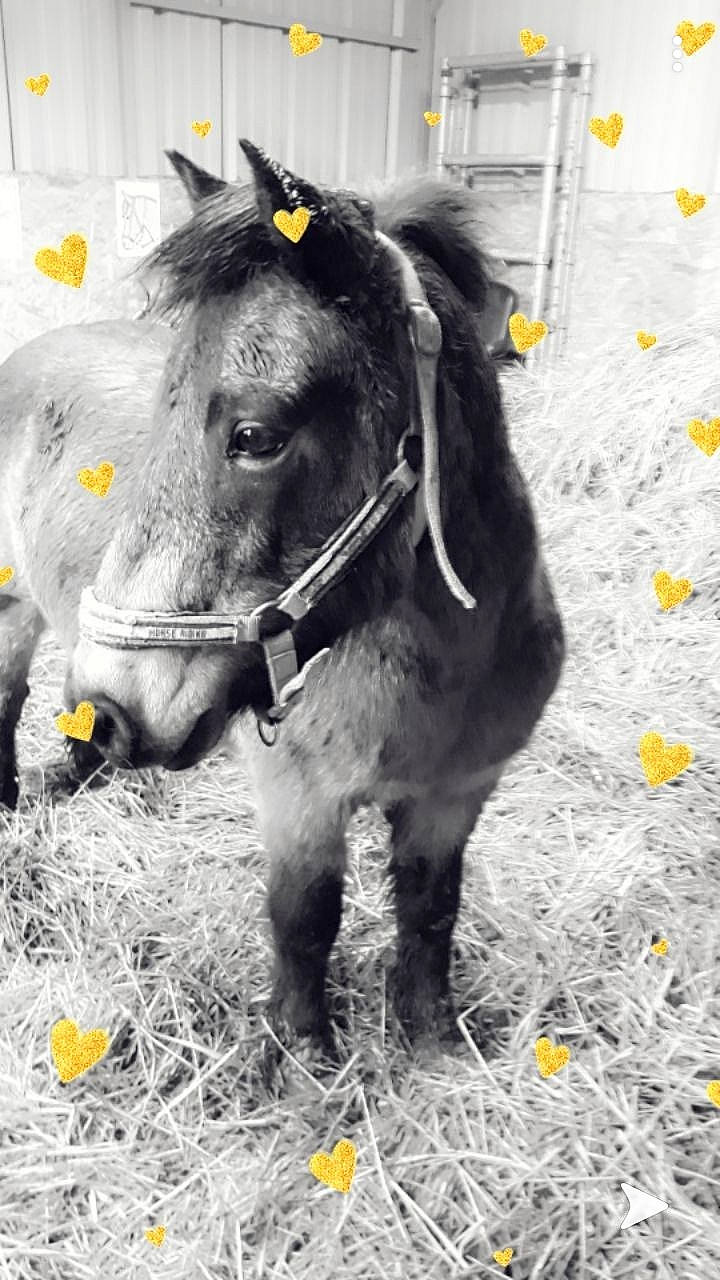 Pikachu a rejoint le concours — aidez-le/la à gagner de superbes lots ! bovine, horse, livestock, mammal, mane, mare, nose, pack_animal, plant, pony, shetland_pony, snout, stallion, vertebrate, working_animal