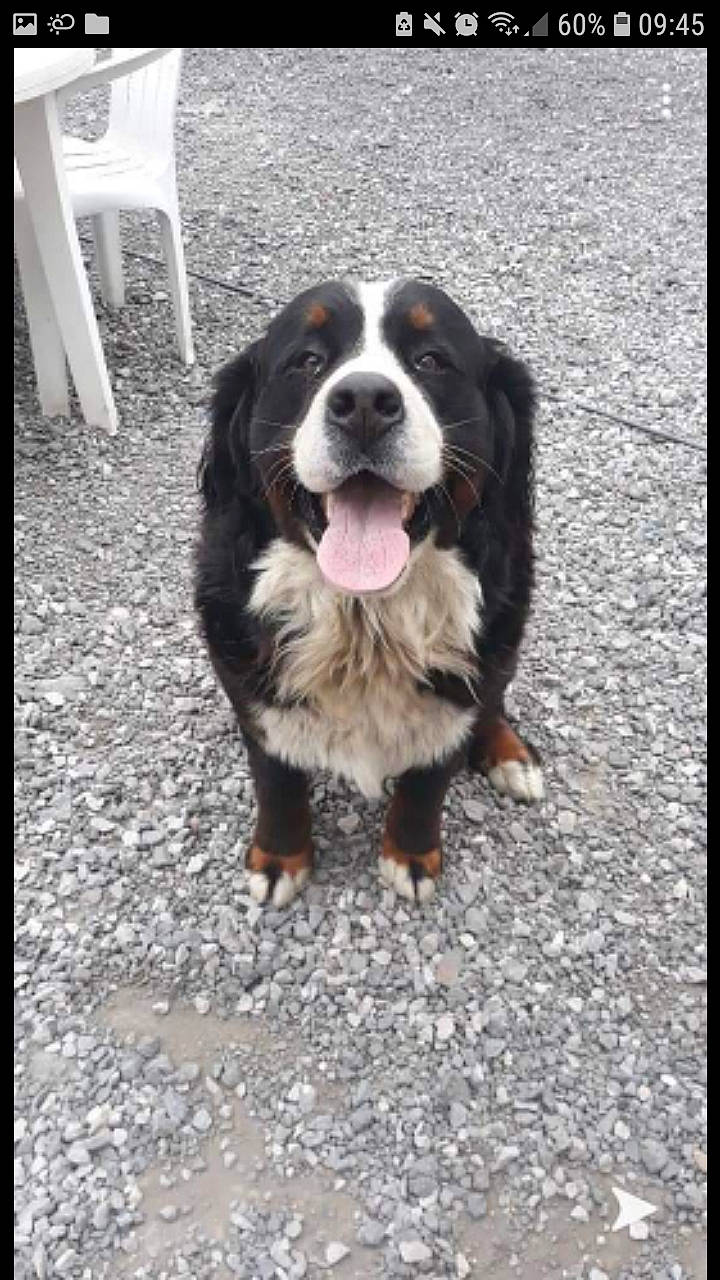 Titan a rejoint le concours — aidez-le/la à gagner de superbes lots ! bernese_mountain_dog, canidae, carnivore, dog, dog_breed, mammal, sporting_group, vertebrate, working_dog