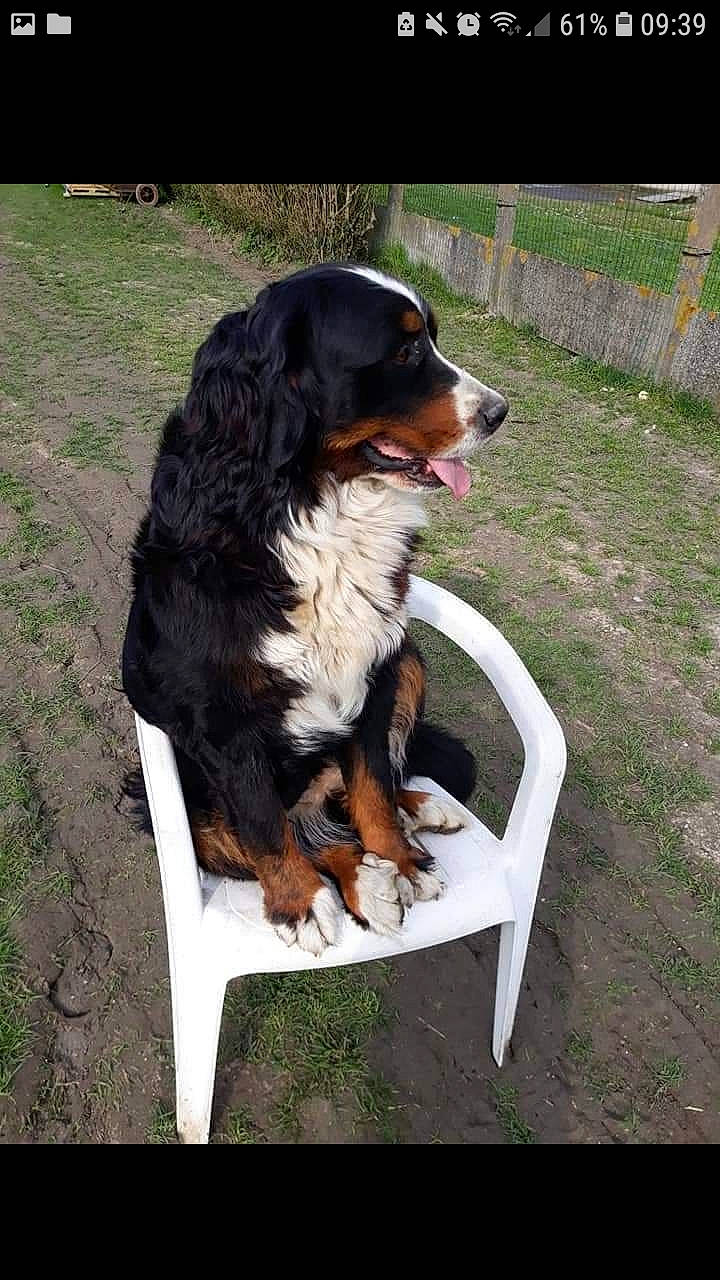 Tina a rejoint le concours — aidez-le/la à gagner de superbes lots ! appenzeller_sennenhund, bernese_mountain_dog, canidae, carnivore, companion_dog, dog, dog_breed, english_shepherd, entlebucher_mountain_dog, giant_dog_breed, greater_swiss_mountain_dog, mammal, sporting_group, vertebrate, working_dog