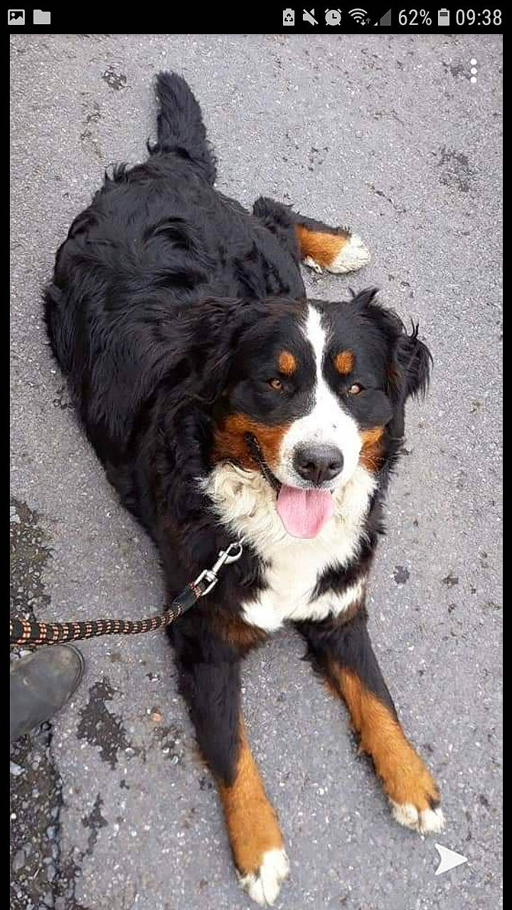 Tina a rejoint le concours — aidez-le/la à gagner de superbes lots ! appenzeller_sennenhund, australian_collie, australian_shepherd, bernese_mountain_dog, canidae, carnivore, companion_dog, dog, dog_breed, english_shepherd, entlebucher_mountain_dog, greater_swiss_mountain_dog, mammal, sporting_group, vertebrate, working_dog