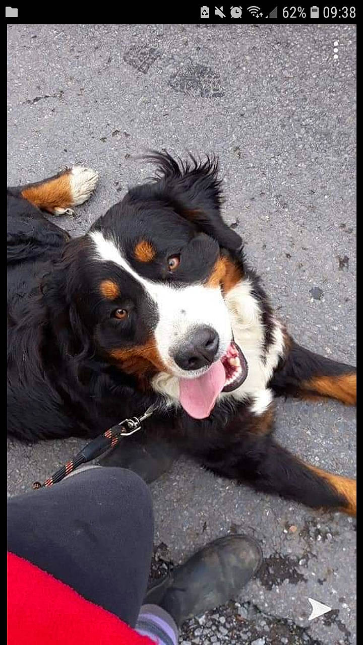 Tina a rejoint le concours — aidez-le/la à gagner de superbes lots ! australian_collie, australian_shepherd, bernese_mountain_dog, canidae, carnivore, companion_dog, dog, dog_breed, english_shepherd, mammal, snout, sporting_group, vertebrate, working_dog