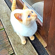 Baloo a rejoint le concours — aidez-le/la à gagner de superbes lots ! cat, blue_eyes, curious, reflection, wooden_planks, outdoor, feline, cream_colored, pet, window, glass_door, fur, whiskers, tail, sitting, nature, daylight, closeup, animal, domestic