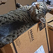 Nina joined the competition — help win amazing prizes! cat, tabby, cardboard_box, fragile_label, indoor, pet, feline, curious, green_eyes, whiskers, fur, animal, resting, box, closeup, domestic_cat, looking_up, household, container, soft_light