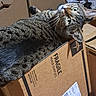cat, tabby, cardboard_box, fragile_label, indoor, pet, feline, curious, green_eyes, whiskers, fur, animal, resting, box, closeup, domestic_cat, looking_up, household, container, soft_light