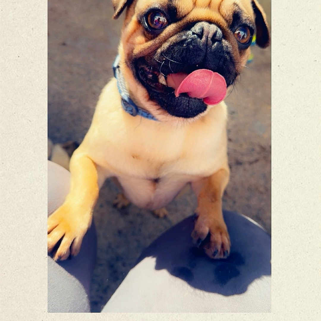 Sefa joined the competition — help win amazing prizes! animal, bodypart, boxer, bulldog, canine, cream, dessert, dog, face, food, frenchbulldog, head, icing, mouth, person, pet, photography, portrait, pug, puppy