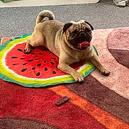 Sefa is registered to the contest to win money with this photo: animal, beige, brown, carpet, cute, decor, dog, floor, furniture, home, indoor, mat, pet, playful, pug, resting, statue, tongue, toy, watermelon