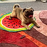 animal, beige, brown, carpet, cute, decor, dog, floor, furniture, home, indoor, mat, pet, playful, pug, resting, statue, tongue, toy, watermelon