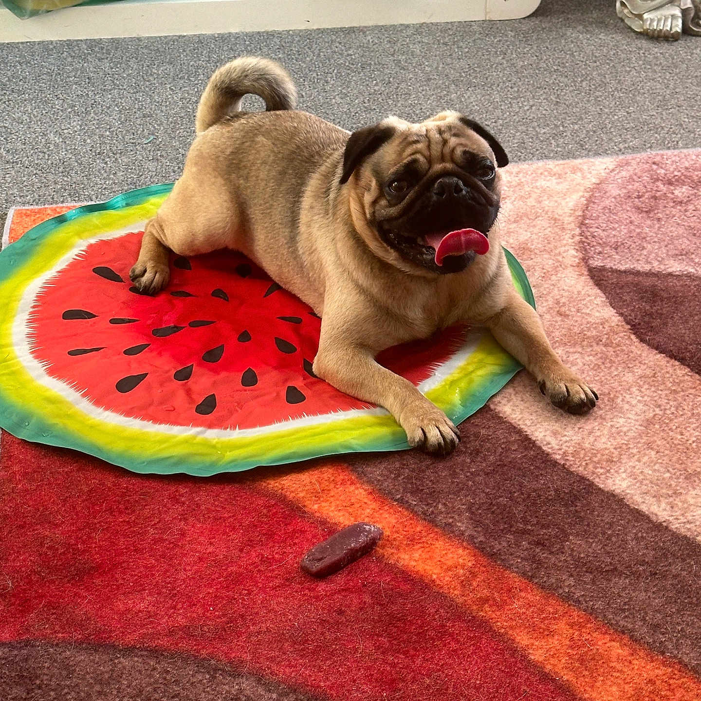 Sefa is registered to the contest to win money with this photo: animal, beige, brown, carpet, cute, decor, dog, floor, furniture, home, indoor, mat, pet, playful, pug, resting, statue, tongue, toy, watermelon