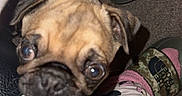 Sefa is registered to the contest to win money with this photo: animal, boxer, bulldog, canine, clothing, cushion, dog, footwear, frenchbulldog, homedecor, hound, pants, person, pet, pug, puppy, shoe, shorts, skin, tattoo