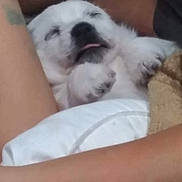 Snowball joined the competition — help win amazing prizes! animal, arm, ball, blanket, bodypart, canine, couch, cushion, dog, eskimodog, furniture, homedecor, person, pet, poodle, puppy, sleeping, sport, tennis, whitedog