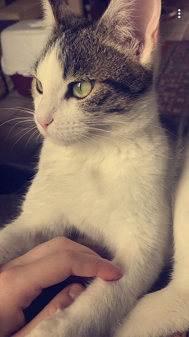 Dinah participe au concours pour gagner de l'argent avec cette photo : aegean_cat, american_wirehair, asian, carnivore, cat, domestic_short_haired_cat, european_shorthair, eye, felidae, kitten, mammal, nose, polydactyl_cat, singapura, small_to_medium_sized_cats, snout, whiskers