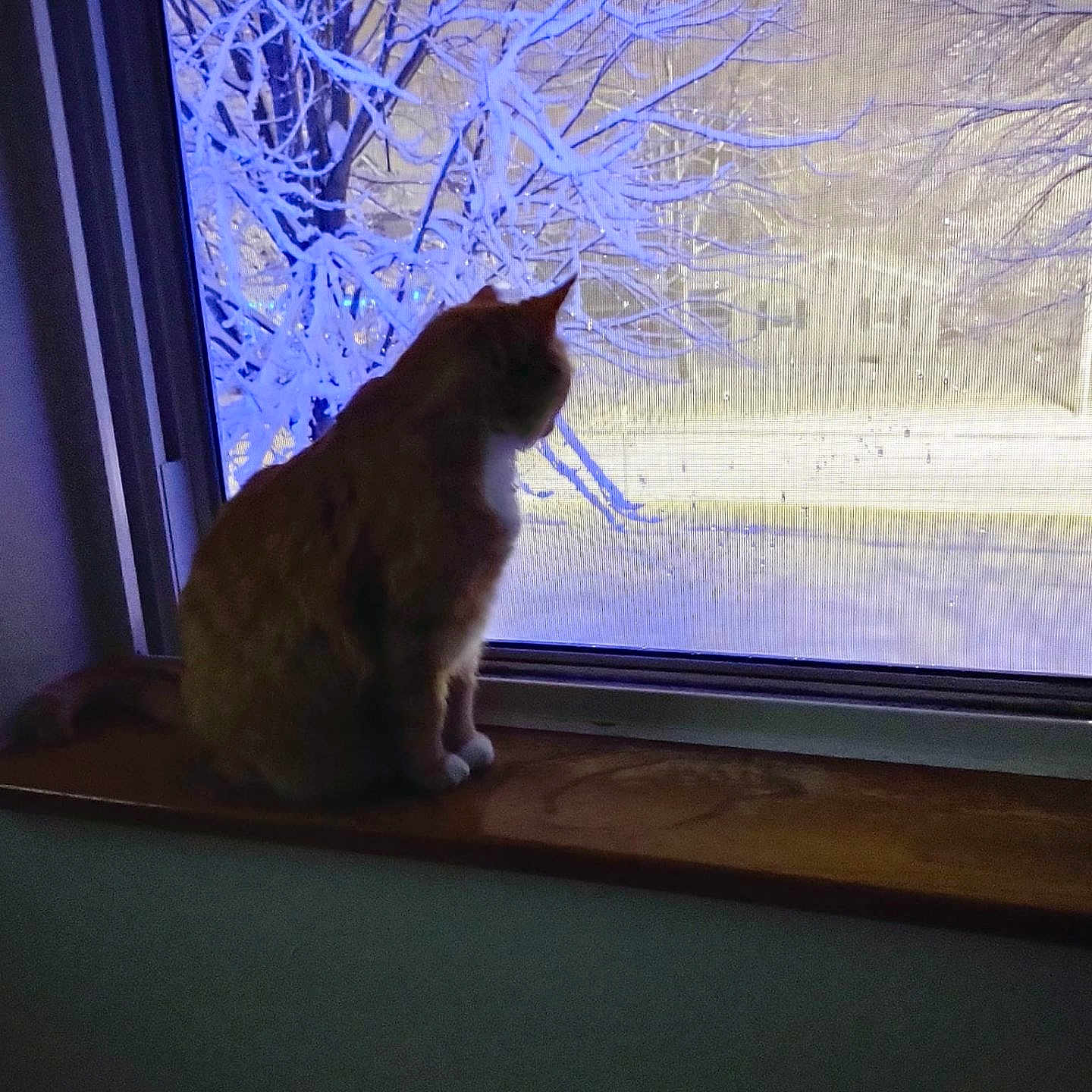 Rosie is registered to the contest to win money with this photo: animal, architecture, building, cat, city, ice, kitten, manx, nature, outdoors, pet, plant, shelter, snow, tree, urban, weather, window, windowsill, winter