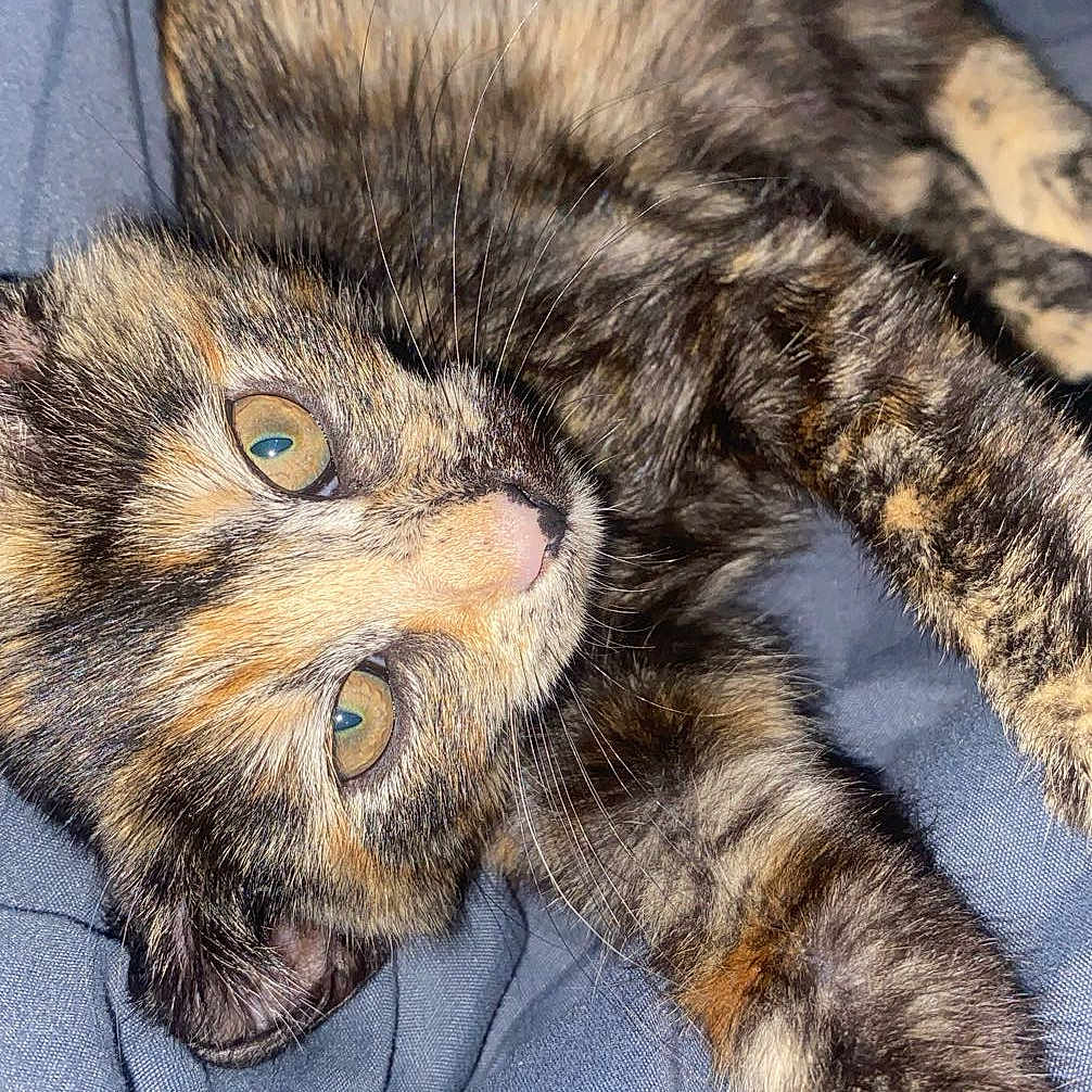 Custard joined the competition — help win amazing prizes! animal, blue, cat, closeup, curious, cute, eyes, fabric, feline, fur, indoor, laying, paw, pet, relaxed, soft, stretching, texture, tortoiseshell, whiskers