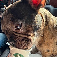 Babie joined the competition — help win amazing prizes! dog, french_bulldog, puppy, brindle, starbucks, cup, car_interior, sunlight, ear, eye, snout, hand, fingers, seat, dashboard, window, reflection, pet, animal, close_up
