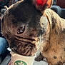 dog, french_bulldog, puppy, brindle, starbucks, cup, car_interior, sunlight, ear, eye, snout, hand, fingers, seat, dashboard, window, reflection, pet, animal, close_up
