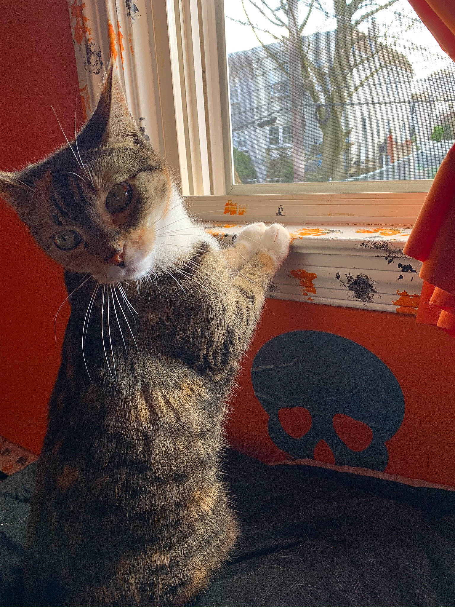 Jules joined the competition — help win amazing prizes! carnivore, cat, claw, comfort, domestic_short_haired_cat, felidae, fur, grey, mammal, paw, small_to_medium_sized_cats, snout, tail, tree, vertebrate, whiskers, window, wood