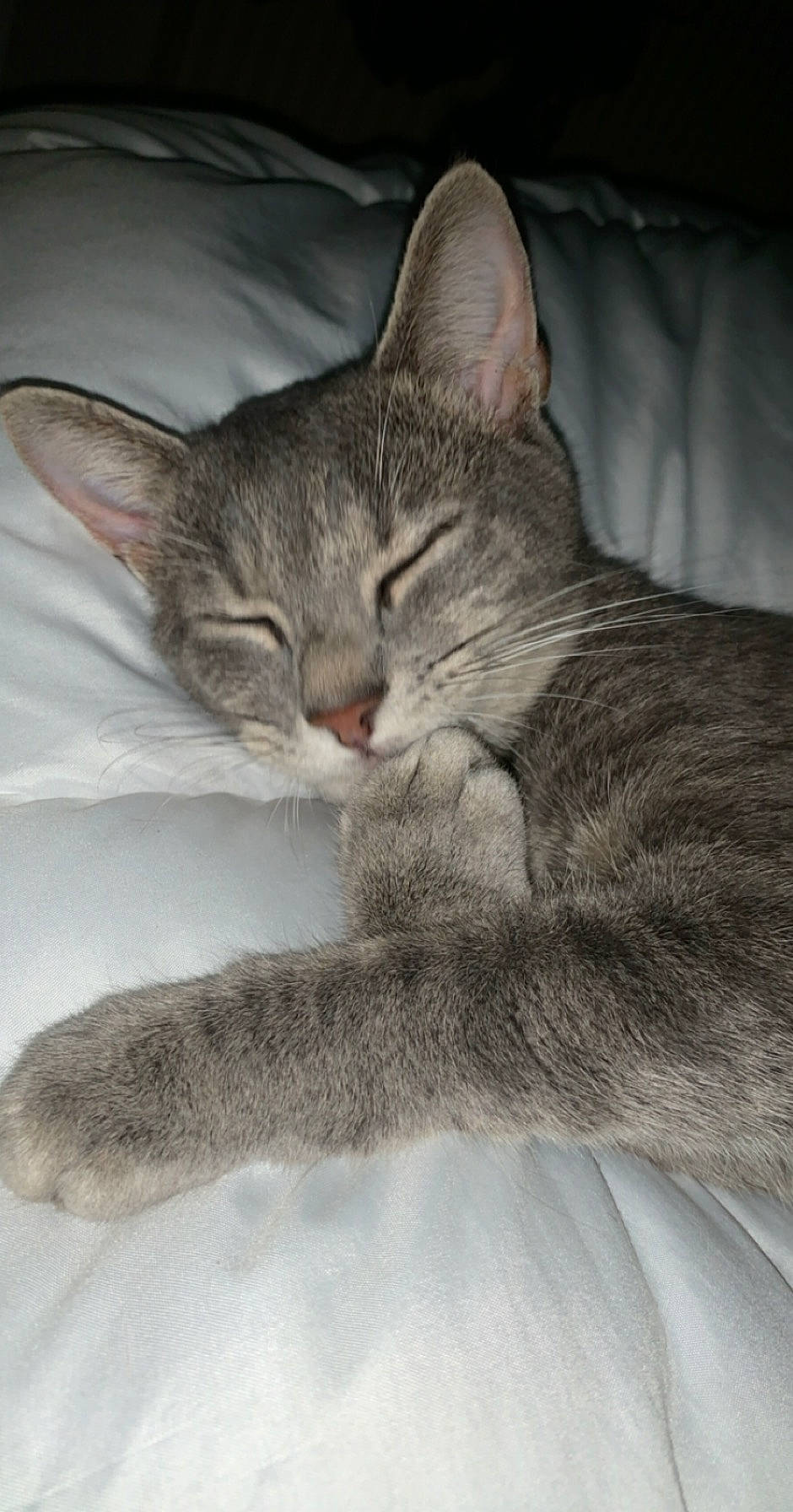 Ratatouille a rejoint le concours — aidez-le/la à gagner de superbes lots ! carnivore, cat, claw, comfort, domestic_short_haired_cat, ear, felidae, fur, gesture, grey, nap, paw, sitting, sleep, small_to_medium_sized_cats, snout, tail, terrestrial_animal, whiskers, wildlife