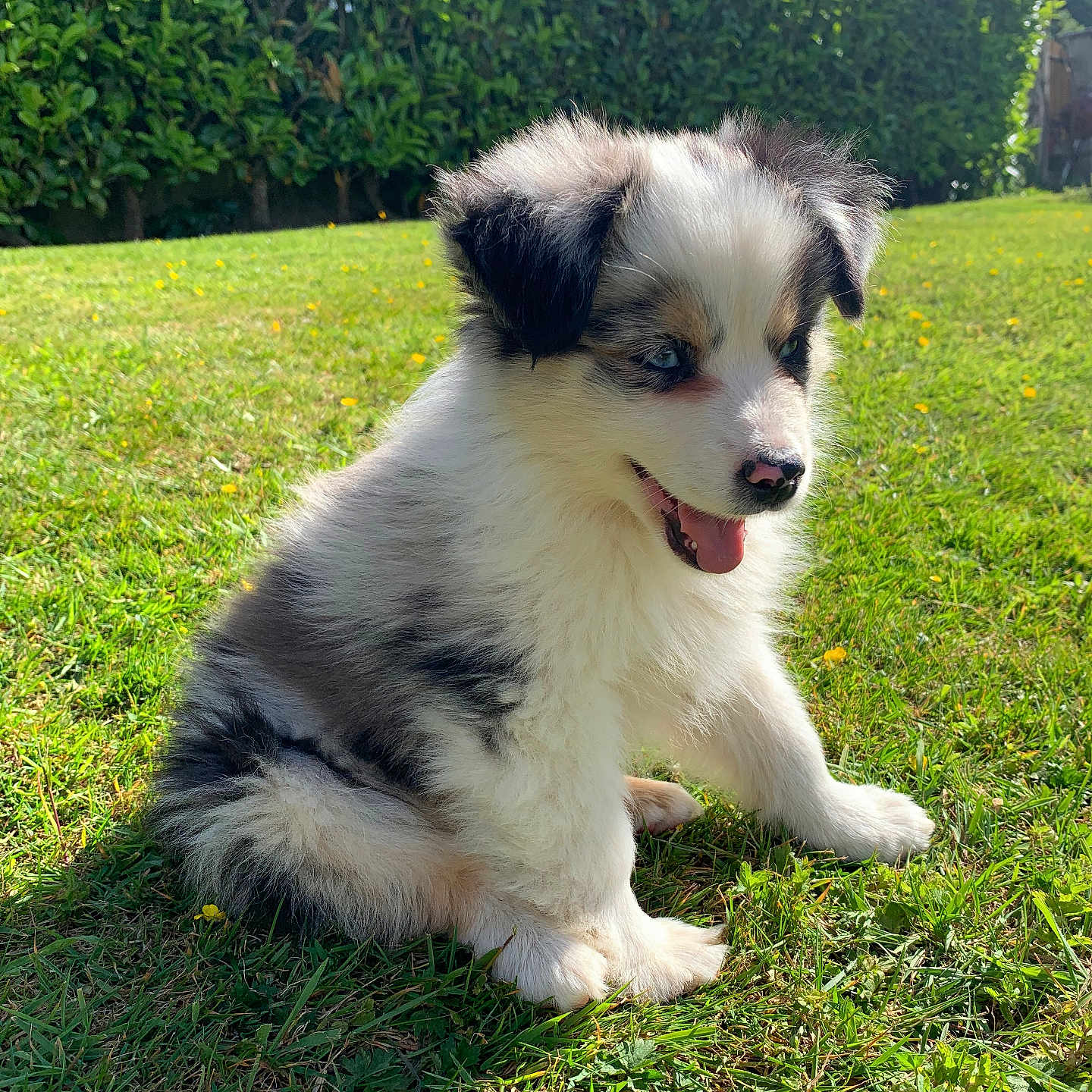 Tchoupi a rejoint le concours — aidez-le/la à gagner de superbes lots ! puppy, dog, grass, outdoor, sunlight, hedge, pet, cute, fur, animal, tongue, happy, sitting, nature, blue_sky, greenery, playful, young, canine, smiling