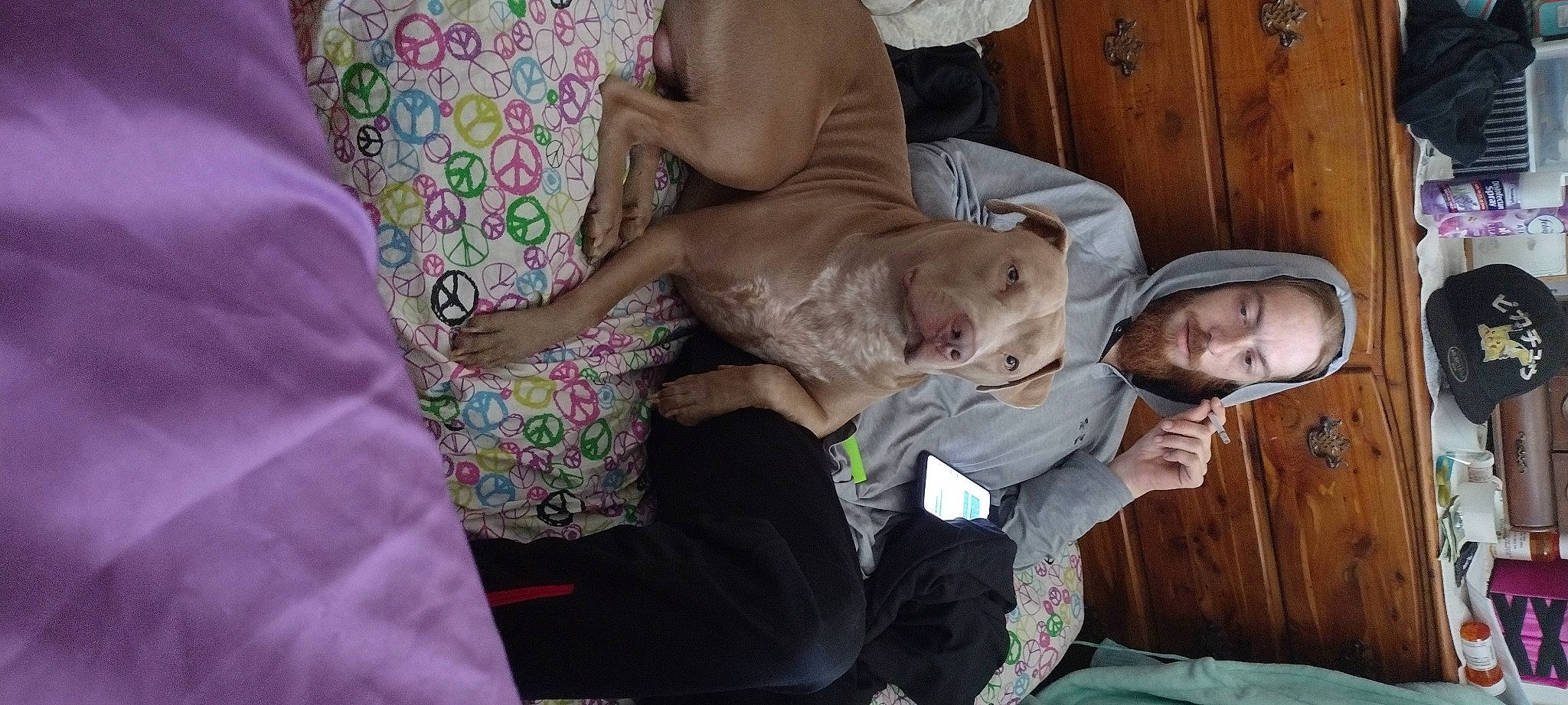 Remi is registered to the contest to win money with this photo: cabinetry, canidae, carnivore, child, comfort, companion_dog, dog, dog_breed, door, fawn, fun, fur, human_leg, lap, nap, non_sporting_group, sitting, sporting_group