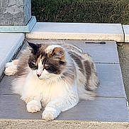 Pastis participe au concours pour gagner de l'argent avec cette photo : animal, black, brown, calm, cat, daylight, fluffy, fur, grass, greenery, hedge, ledge, nature, outdoor, pet, relaxing, resting, sleepy, tile, white