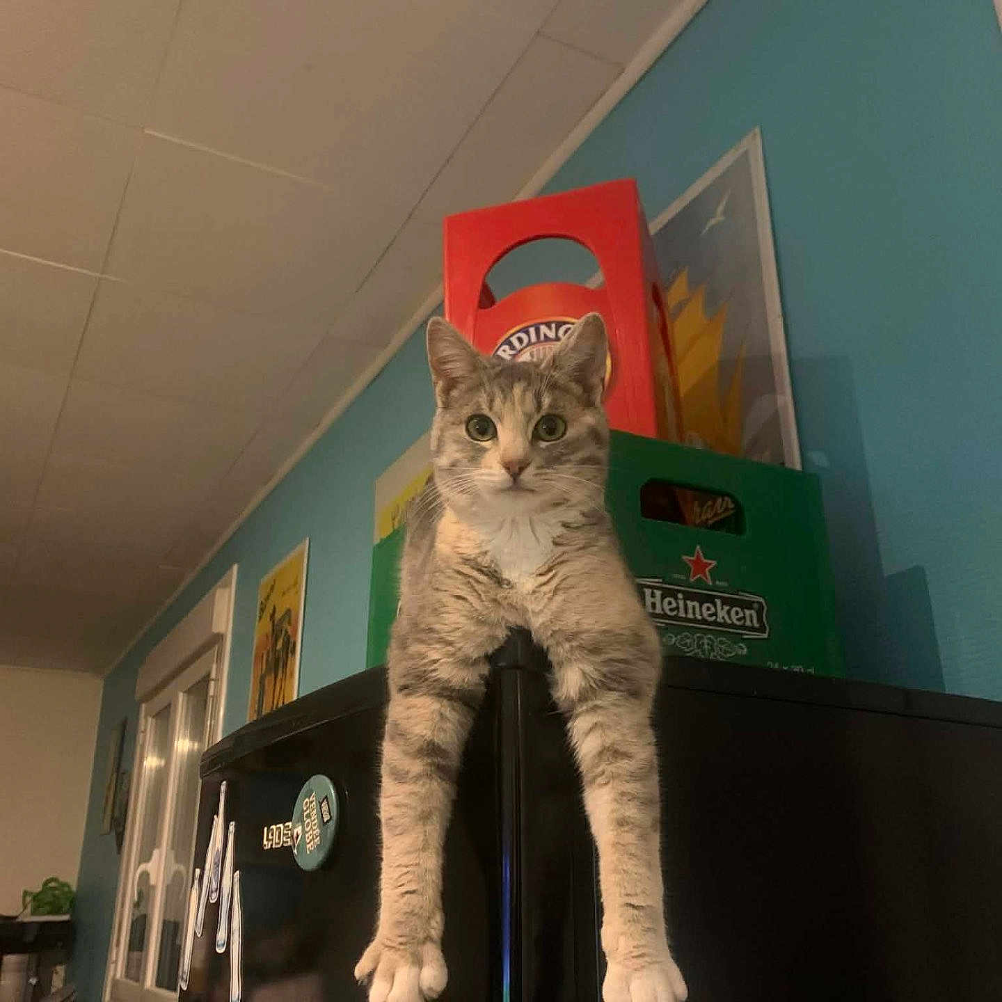 Apero participe au concours pour gagner de l'argent avec cette photo : beer_crate, blue_wall, cat, curious, feline, gray_tabby, guarding, hanging_paws, heineken, home_interior, indoor, kitchen, magnet, paws, pet, portrait, poster, refrigerator, shelf, tabby_cat
