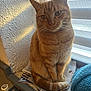 Apero participe au concours pour gagner de l'argent avec cette photo : cat, ginger_cat, tabby, pet, feline, indoor, window, blinds, sunlight, whiskers, ears, tail, sitting, cozy, newspaper, radiator, knit_blanket, portrait, eyes, paws