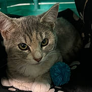 Apero participe au concours pour gagner de l'argent avec cette photo : animal, blanket, cat, close_up, cozy, curious, cute, domestic, ears, feline, fur, indoor, patterned, paw, pet, pom_pom, resting, teal_background, toy, whiskers