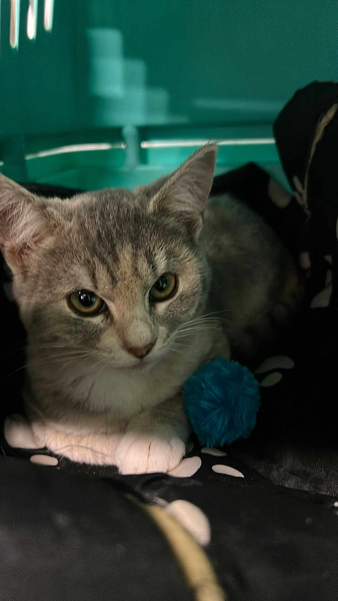 Apero participe au concours pour gagner de l'argent avec cette photo : animal, blanket, cat, close_up, cozy, curious, cute, domestic, ears, feline, fur, indoor, patterned, paw, pet, pom_pom, resting, teal_background, toy, whiskers