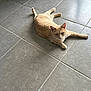 animal, calm, cat, cute, domestic_cat, ears, floor, fur, home, indoor, looking_at_camera, lying_down, orange_cat, paws, pet, relaxed, tabby, tail, tile_floor, whiskers