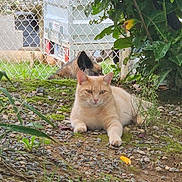 Tequila a rejoint le concours — aidez-le/la à gagner de superbes lots ! animal, brown_dog, cat, dog, fence, grass, greenery, leafy, light_orange_cat, moss, nature, outdoor, peaceful, pet, quiet, relaxed, resting, rocks, shade, tree