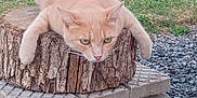 Tequila participe au concours pour gagner de l'argent avec cette photo : animal, backyard, cat, face, grass, head, kitten, nature, person, pet, photography, plant, portrait, pottedplant, road, rock, soil, tree, treestump, wood