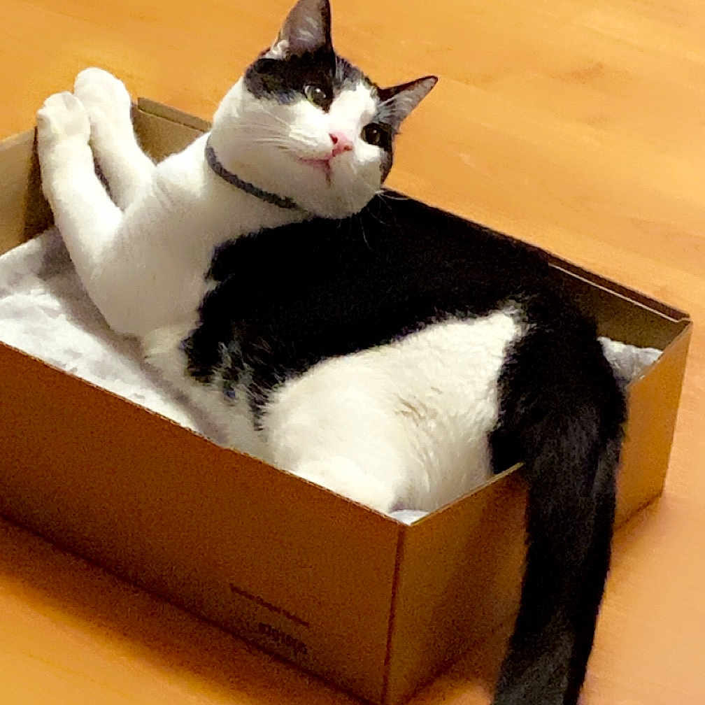 Haru is registered to the contest to win money with this photo: box, carnivore, carton, cat, comfort, domestic_short_haired_cat, felidae, formal_wear, fur, packaging_and_labeling, paper_product, pedestal, pet_supply, rectangle, sitting, small_to_medium_sized_cats, tail, tree, whiskers, wood